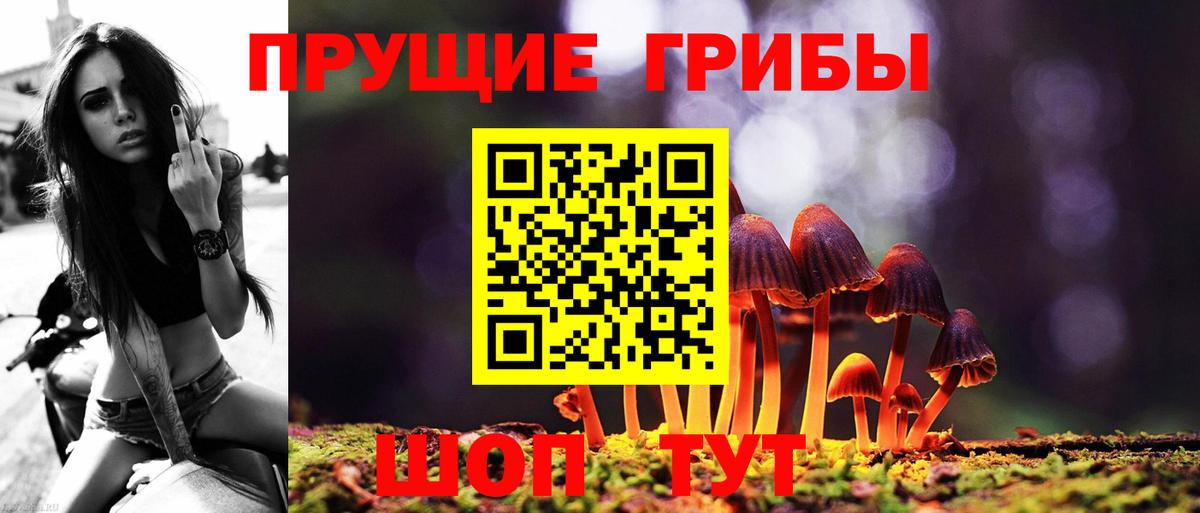 Псилоцибиновые грибы Psilocybe Махачкала